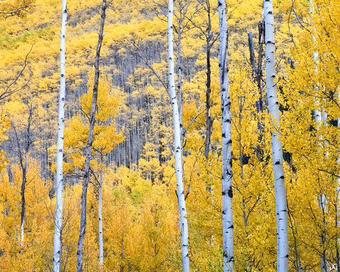 Castle Creek Gold