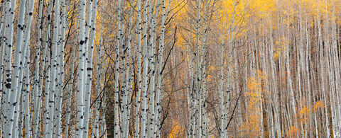 Aspen Forest Panoramic