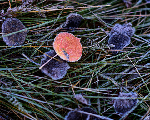 Frosty Fall