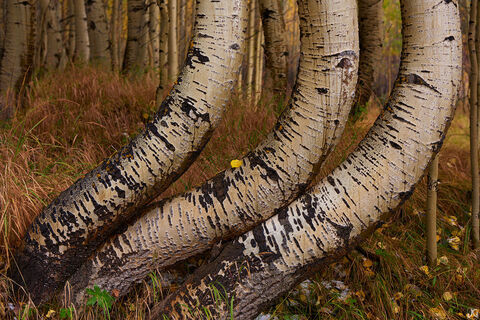 aspen, fall, autumn, Colorado