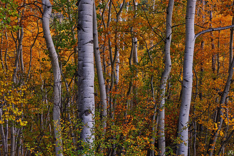 Everywhere Autumn