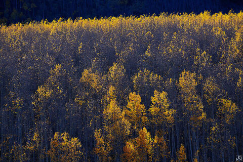 Dividing Light