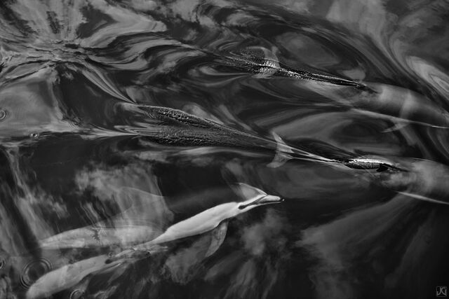 Water Wings