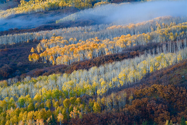 Owl Creek Colors and Fog