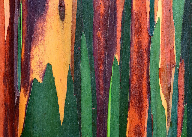 Rainbow Eucalyptus