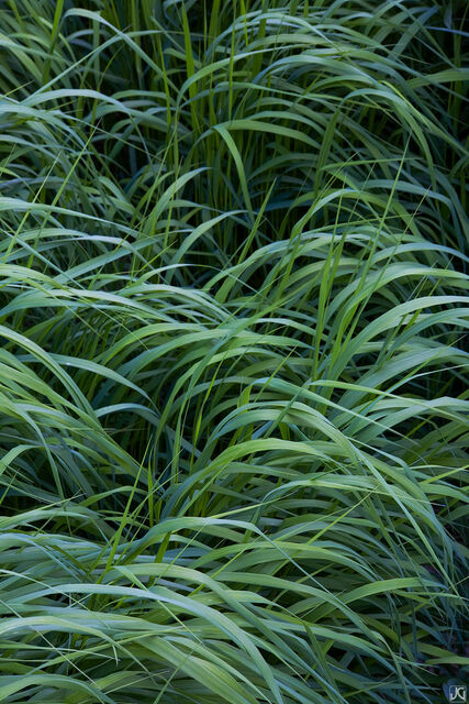 Summer Grass Abstract