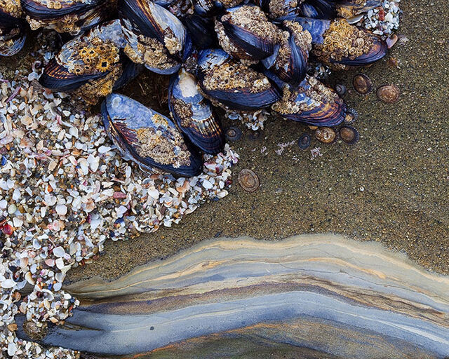 Coastal Gems