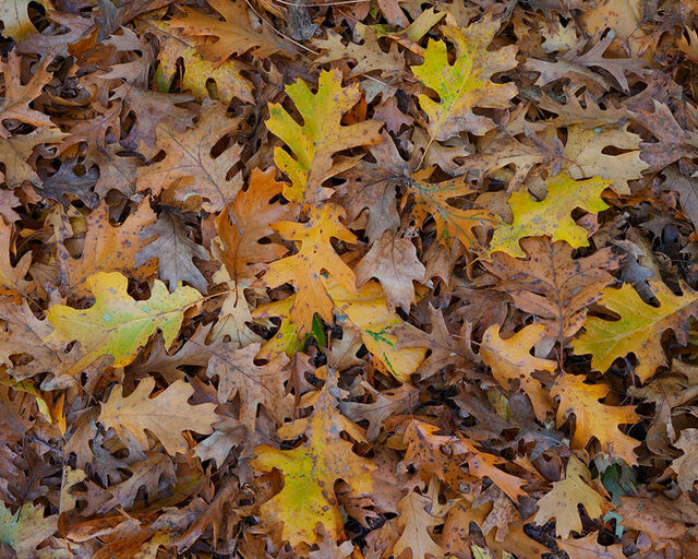 Autumn Oak Carpet