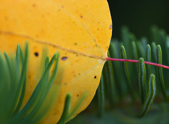 aspen, leaf, autumn, tree, Wyoming, fall