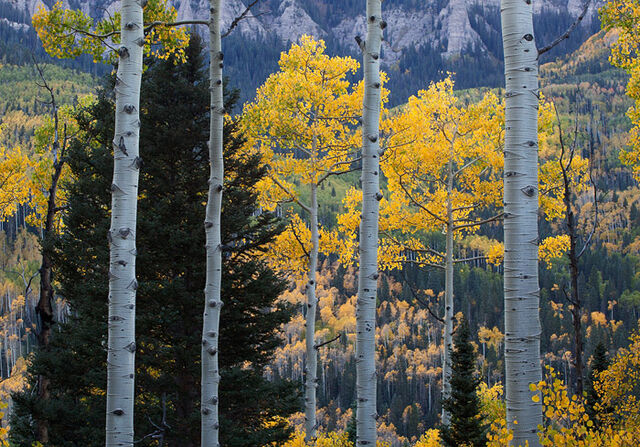 Colorado, fall, autumn, aspen