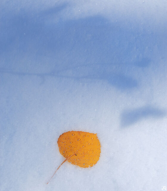 Snow, Shadow and Aspen Leaf