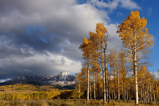 Colorado, aspen, Dolores Peak, Middle Peak, autumn, tree, fall