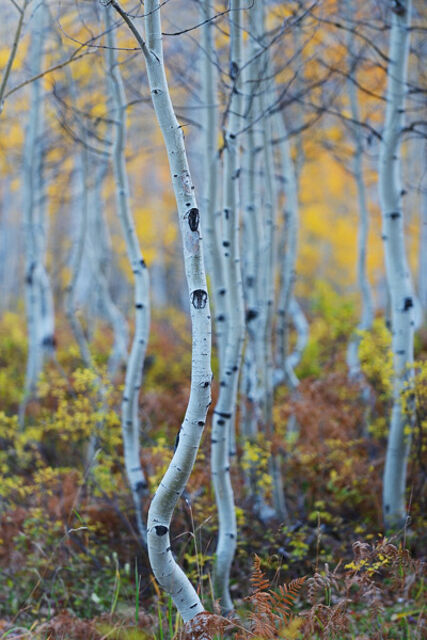 Colorado, aspen, autumn, tree, fall