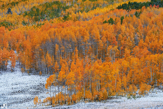 aspen, fall, autumn, Colorado