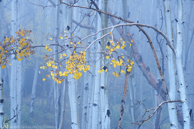 aspen, fall, autumn, Colorado