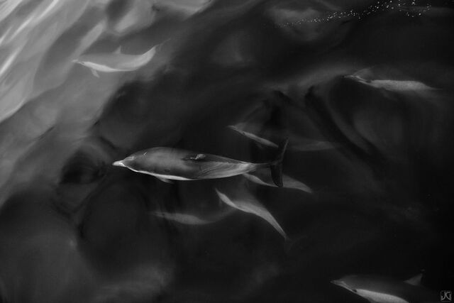 Depth Charge