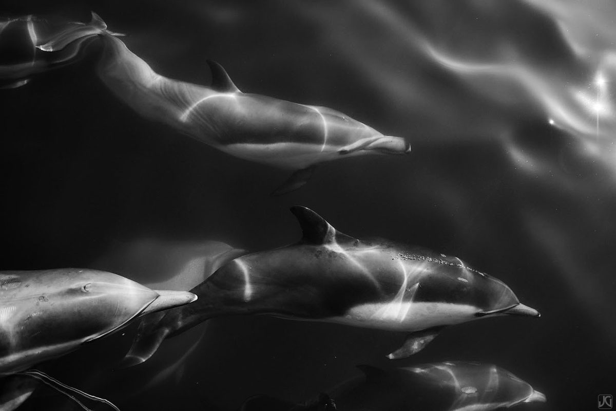 Light patterns create unique textures across these dolphins as they swim in the open ocean.