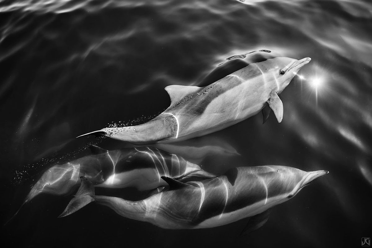 Stripes of light filter through the ocean, casting unique patterns on this small group of dolphins.