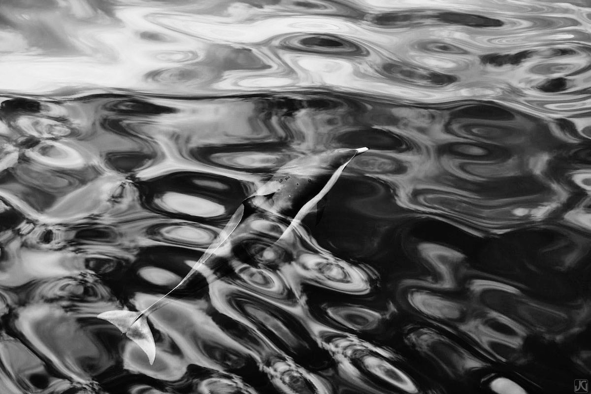 Clouds reflect mesmerizing patterns on the ocean surface as a dolphin swims undetected beneath.