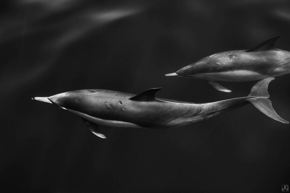 Two dolphins swim alongside one another, away from the rest of the pod.