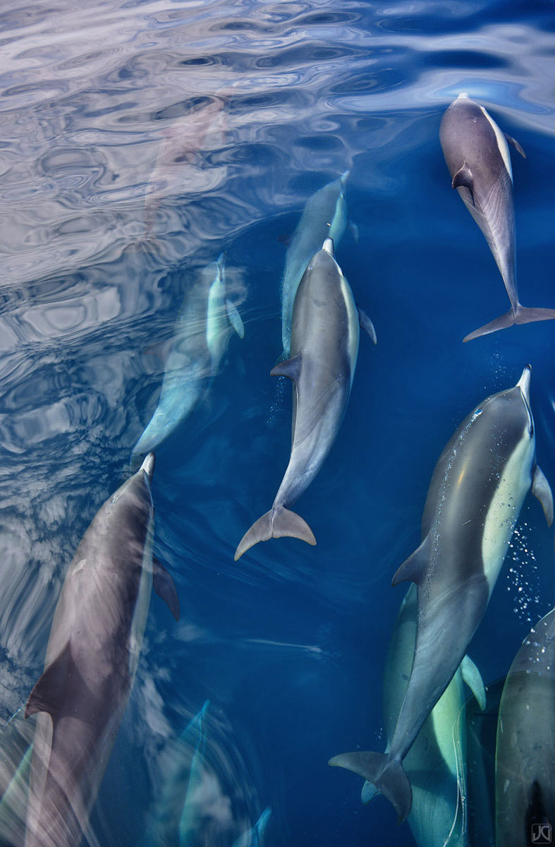Part of a large pod of dolphins swims together off the coast of Oceanside.