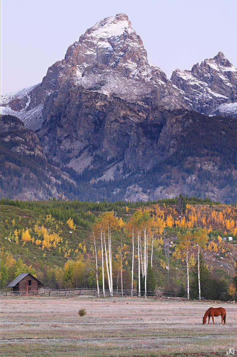 A lone horse, autumn aspen and a small cabin underneath The Grand Tetons.