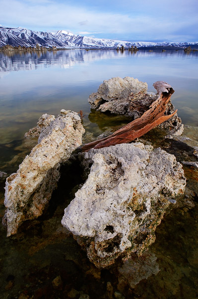 Piece of driftwood stuck between a clump of tufas in Mono Lake.