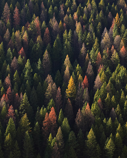 These evergreens put on a colorful display, even on their death bed, as the bark beetle's damage is seen throughout the West.