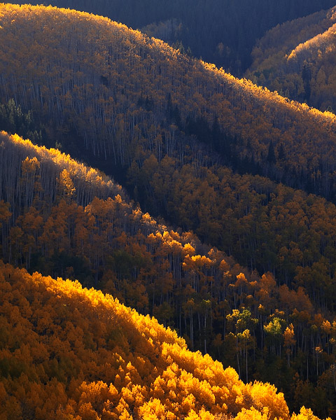 Backlit aspens glow a wonderful gold hue near Aspen, Colorado in the autumn afternoon sunlight.&nbsp;