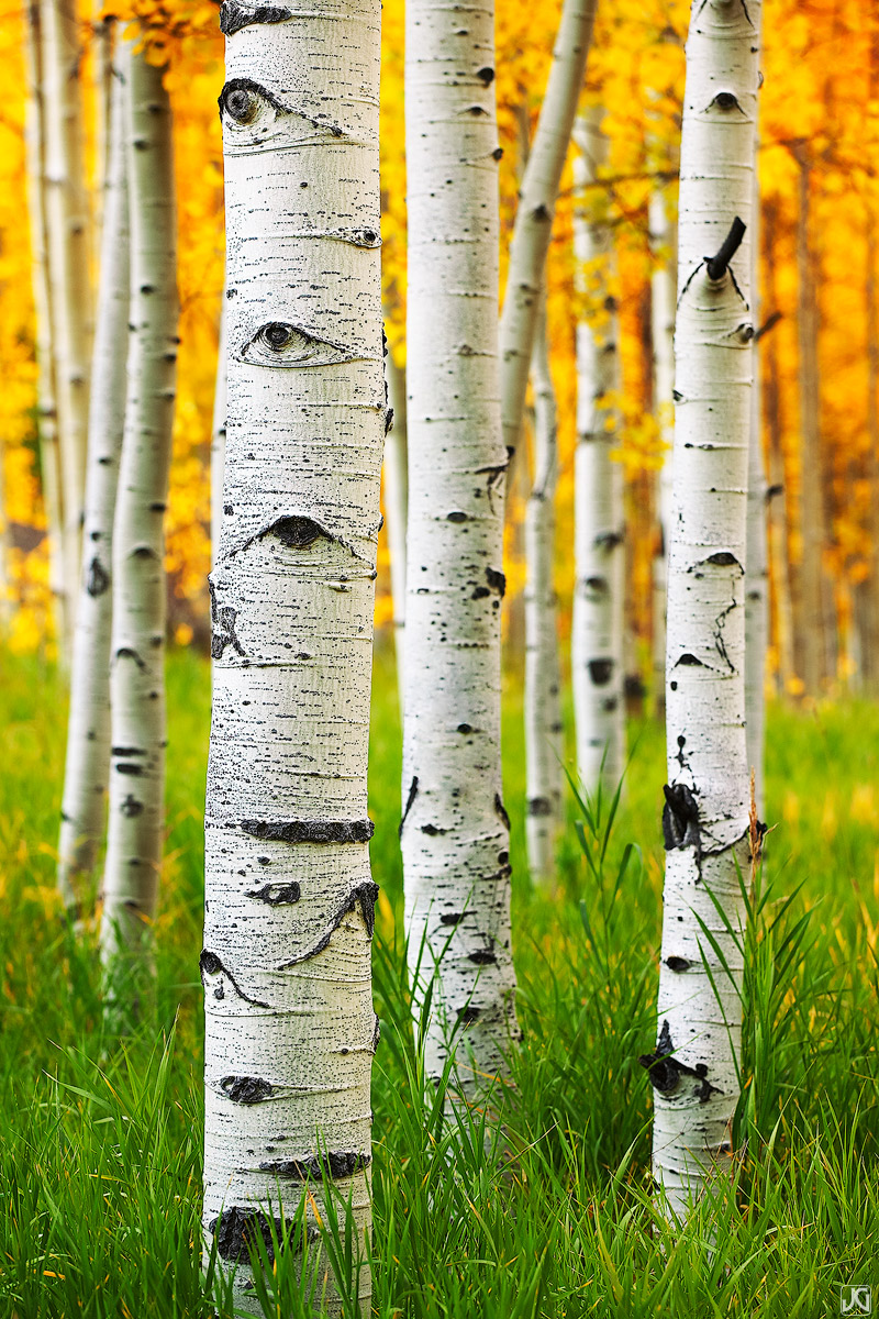 The soft light after sunset brings out all the autumn colors of this small aspen forest near Maroon Creek.&nbsp;