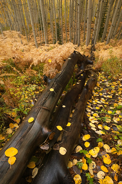 This downed aspen tree paves the way through the ferns and autumn leaves.