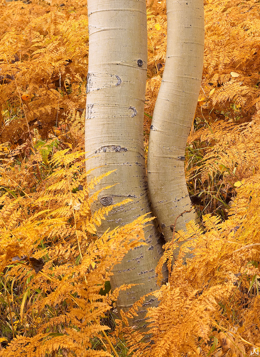Aspen trees seem to dance in a sea of ferns in autumn colors near Kebler Pass.&nbsp;