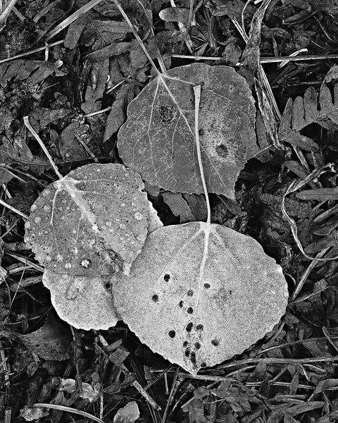 The end is near for these fallen aspen leaves and the fern fronds beneath.