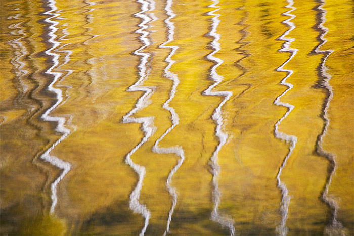 These autumn reflections of aspen trunks seem to dance with every ripple of this lake near Telluride, Colorado.