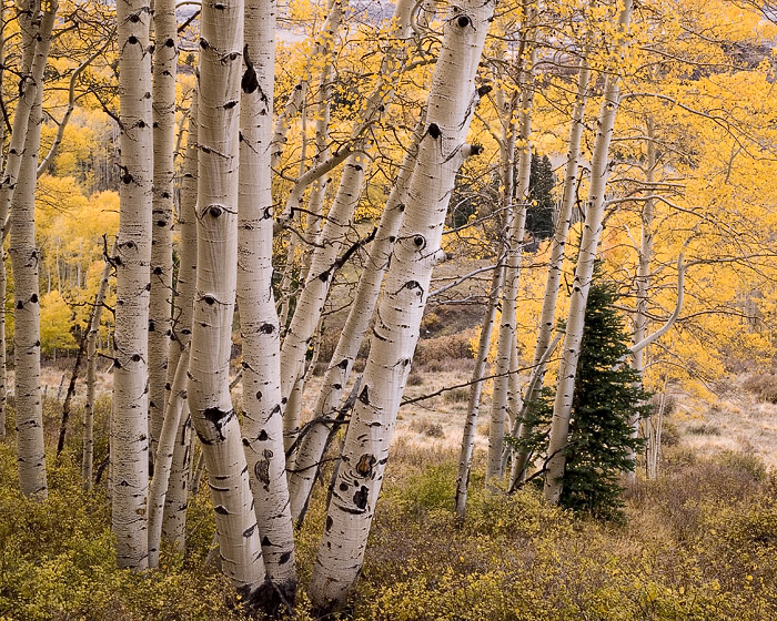 Fall colors abound in this small autumn scene in the mountains near Telluride, Colorado.
