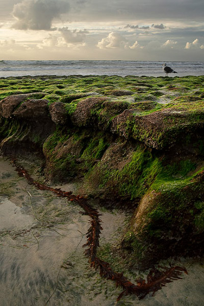 Low tide at Swami's in Encinitas, California, provides a grass covered pedestal for this gull.