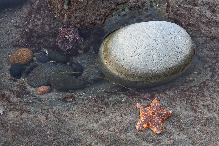 Starfish moves along during low tide.