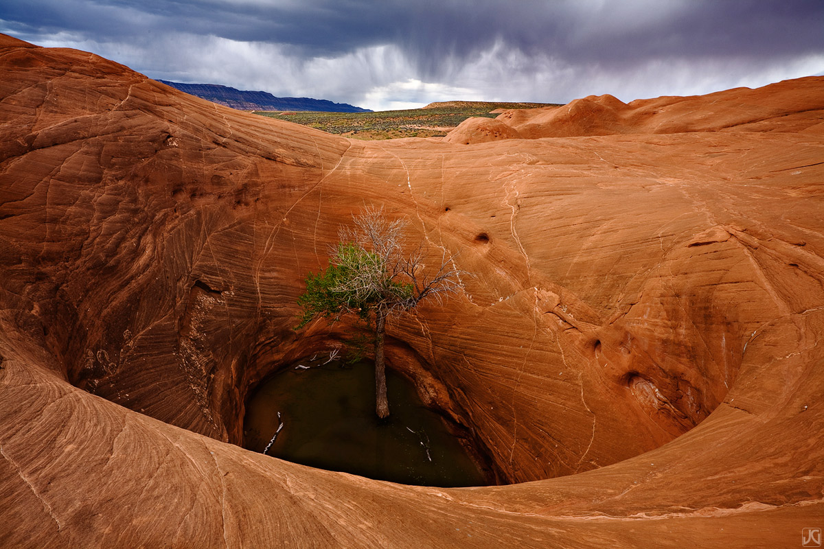 This tree seems to be hiding in a sandstone hole from an oncoming storm in the Grand Staircase/Escalante National Monument of...