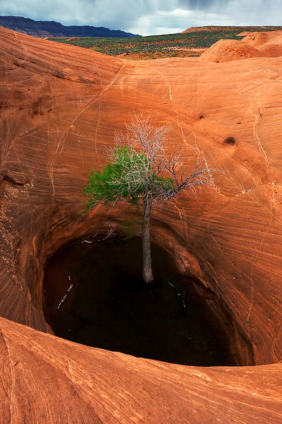 This tree seeks the safety from an oncoming storm in a hidden pool in the Grand Staircase/Escalante National Monument of southern...