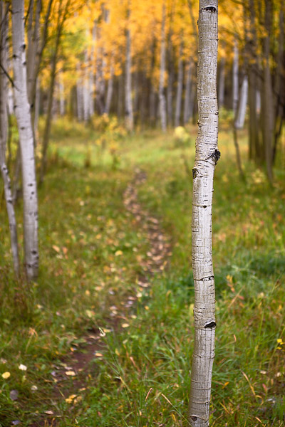 A small footpath leads between young aspen trees that are in the early stages of their annual fall color show.