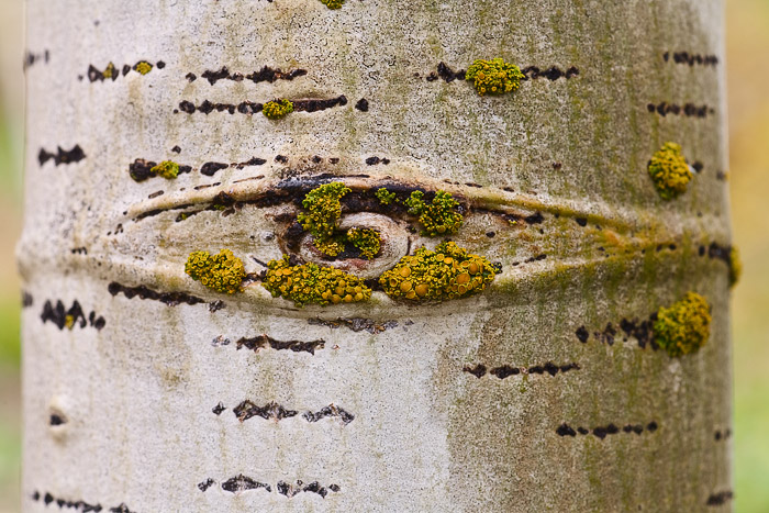 Growth on a young aspen eye in the Maroon Bells-Snowmass WIlderness.