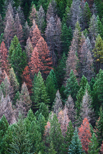 The bark beetle is causing widespread havoc in Colorado. These evergreens are the latest victims, yet put on a very colorful...