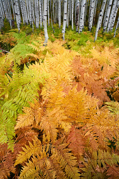 These autumn ferns offer a very colorful lead in to a great grove of aspens.