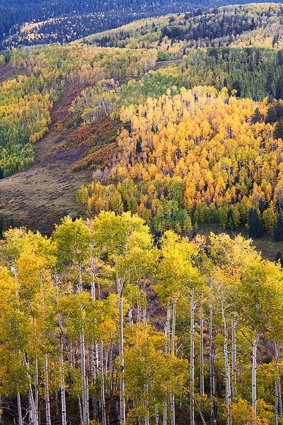 A colorful palette of autumn aspens in the shadows of the Sneffels Range, San Juan Mountains, Colorado.