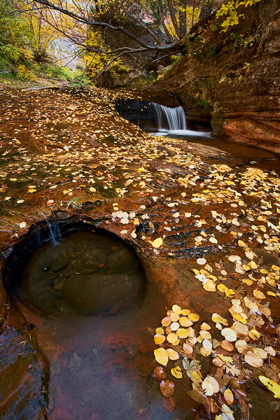 Colorful autumn leaves blanket the Left Fork in Zion National Park.
