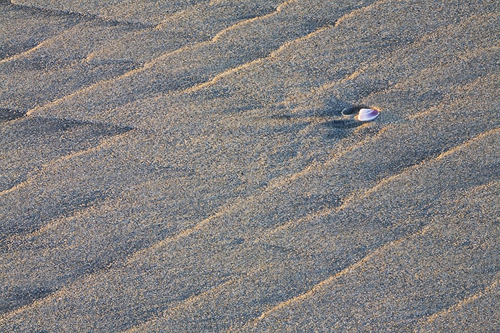One small shell, all alone, is greeted by the the last light of the day.