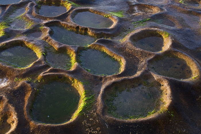 Formations along the coastline near La Jolla, California, reminiscent of biology class experiments, glow in the side light of...