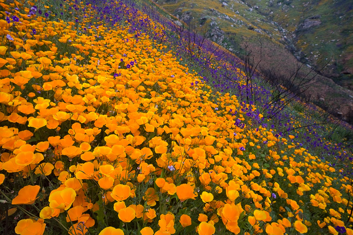 California Poppies bloom on a hillside that was engulfed in flames 5 months prior.