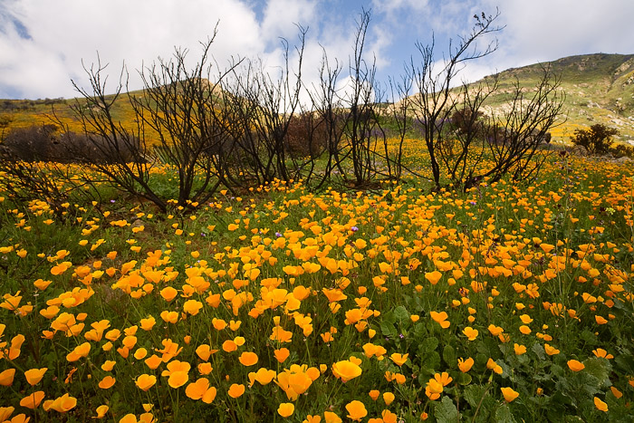 California Poppies surround charred sumac, both the result of the Witch Creek Fire of October, 2007.