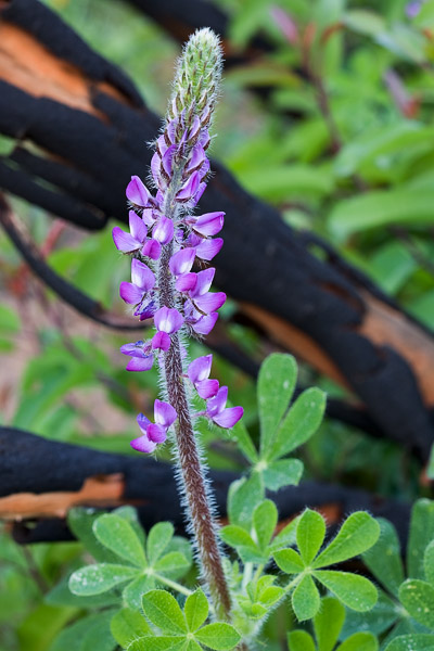 Springtime brings lupine and other wildflowers to an area of San Diego County scorched by the Witch Creek Fire of October, 2007...